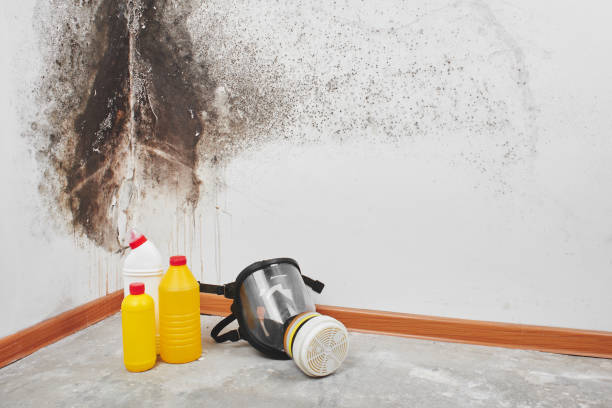 Best Home Mold Removal  in Norman Park, GA