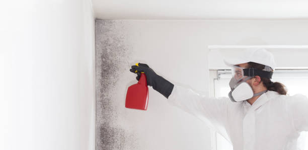 Best Mold Removal Near Me  in Norman Park, GA